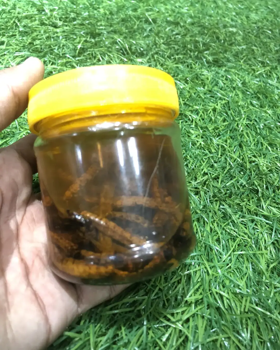 Yarsagumba — Himalayan Caterpillar Fungus (per piece) — view 3