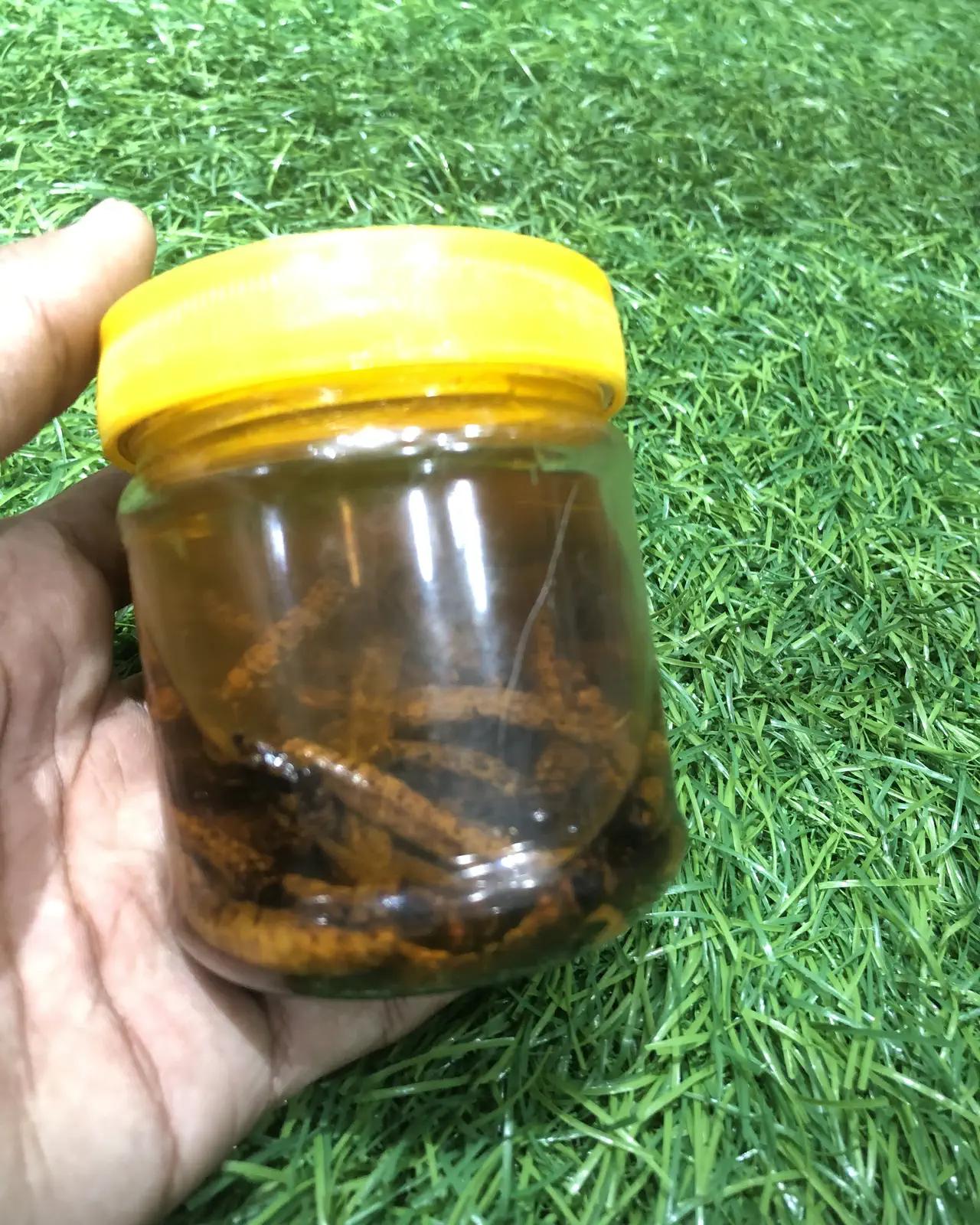 Yarsagumba — Himalayan Caterpillar Fungus (per piece) — view 3